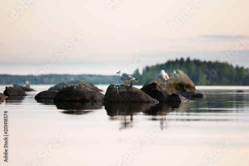 Seagulls on rock at calm lake sunset light © Juhku
