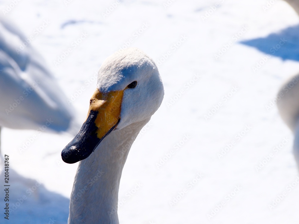 Fototapeta premium wild swan close up in Hokkaido, Japan