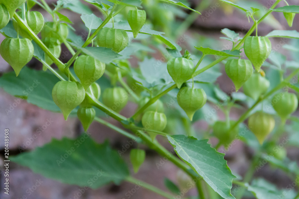 Cardiospermum halicacabum aromatic medicinal plant Cardiospermum halicacabum aromatic medicinal plant