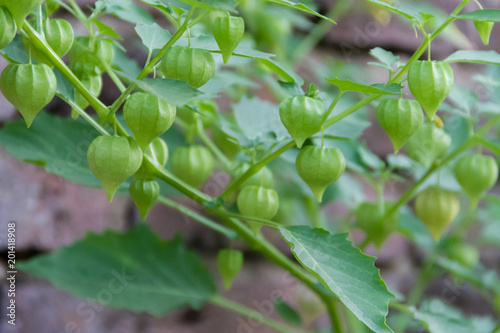 Cardiospermum halicacabum aromatic medicinal plant