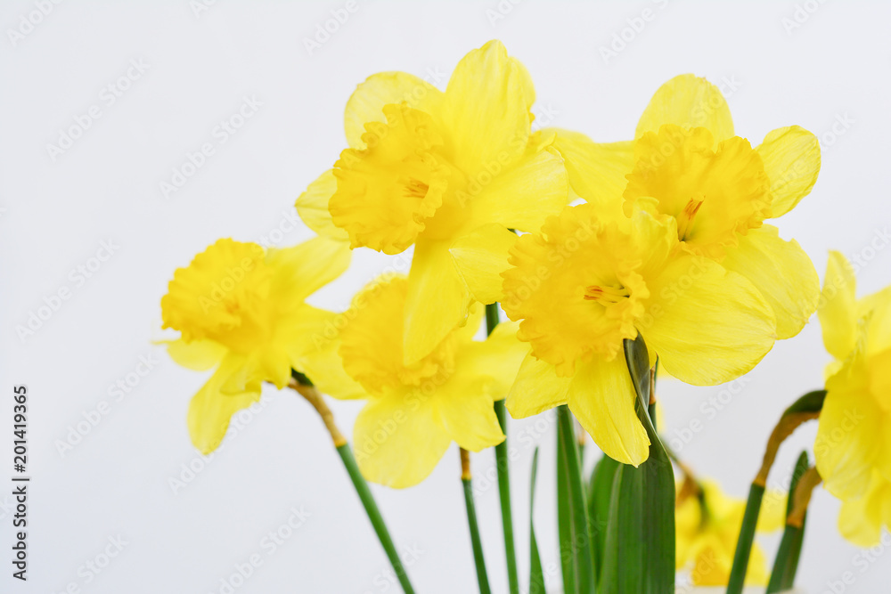 Fototapeta premium Bouquet of fresh yellow daffodils on white background. Fragrant spring flowers.