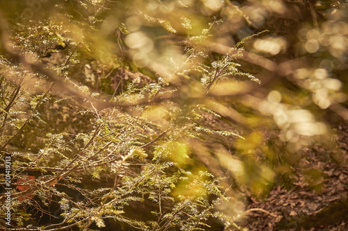 Closeup of hemlock branches, Lancaster County, Pennsylvania, USA