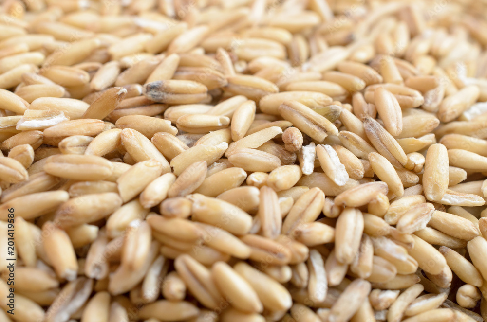 Grains of ripe cereal crops. Grains of ripe cereal crops.