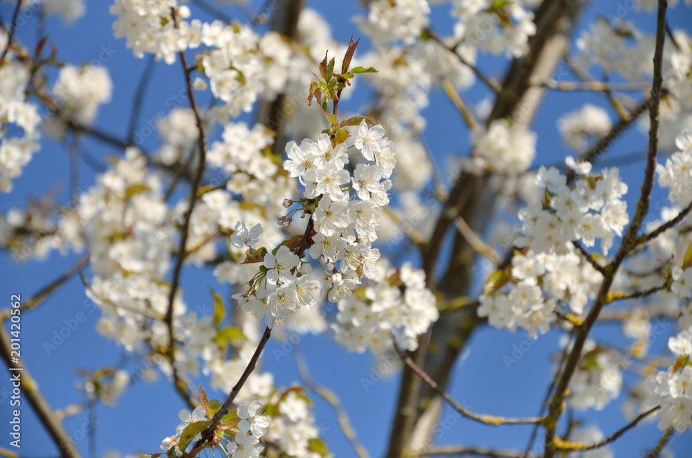 Weiße Blüten im Frühling