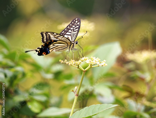 Butterfly on a Flower