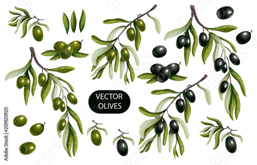 Black and green olives branches isolated on white background, Vector illustration.