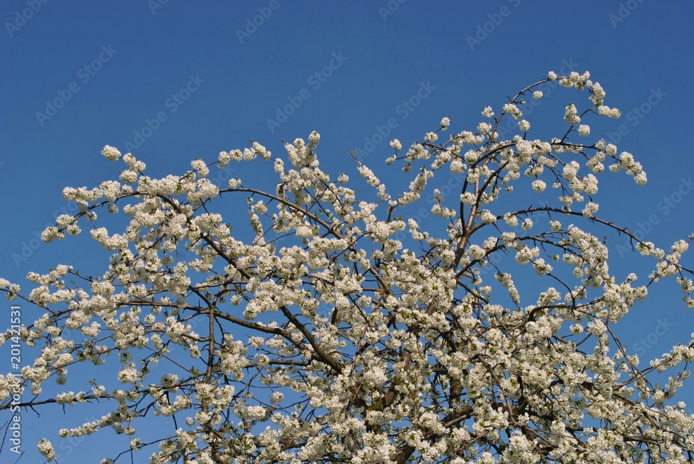 Kwitnące drzewo owocowe na tle nieba