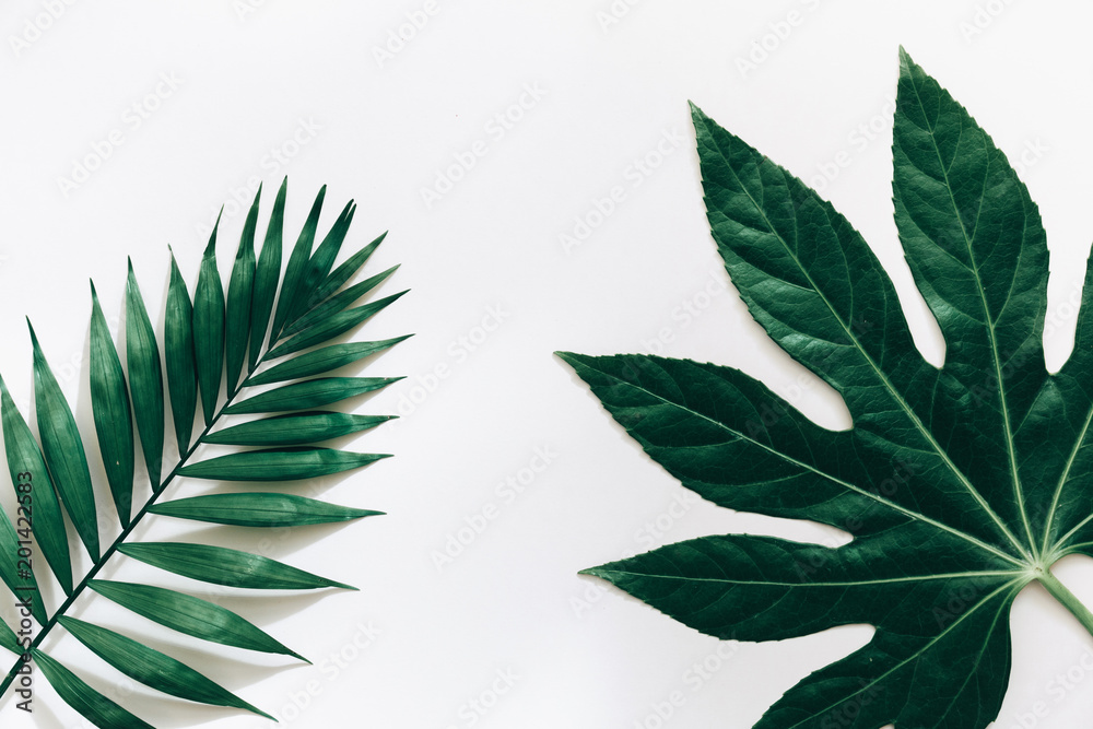 Green tropical  leaves isolated on white background