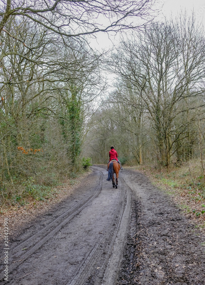 Forest path with rear view of lady in red riding a chestnut horse. Forest path with rear view of lady in red riding a chestnut horse.