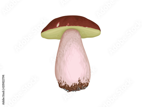 Detailed flat vector illustration of Boletus edulis or Porcini.