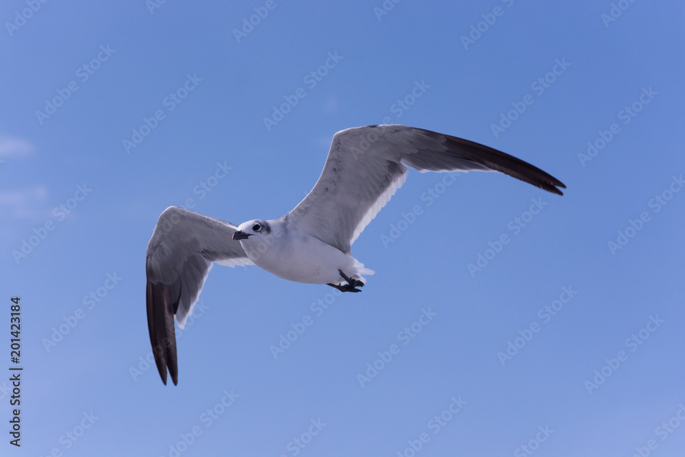 Seagull in flight Seagull in flight