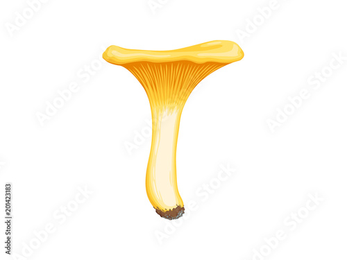 Detailed flat vector illustration of Cantharellus cibarius or Chanterelle.