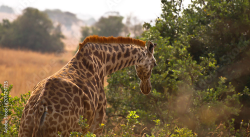 Photography Giraffe