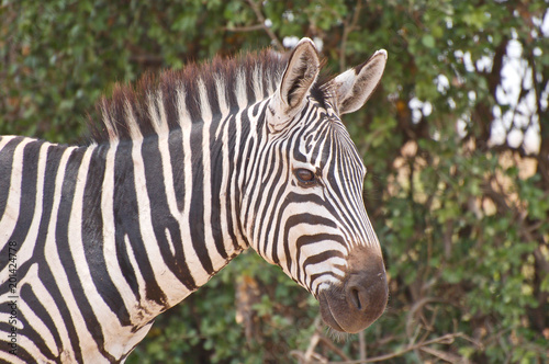 Zebra closeup portrait