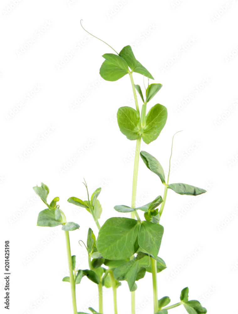 Seedling of green Pea or Pisum sativum isolated on white background Seedling of green Pea or Pisum sativum isolated on white background