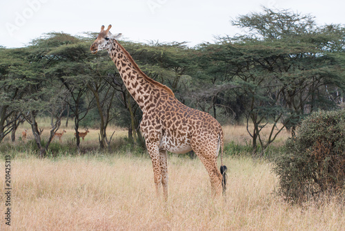 Giraffe in Kenya  Lake Naivasha