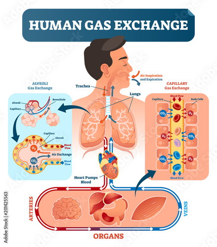 Human gas exchange system vector illustration. Oxygen travel from lungs to heart, to all body cells and back to lungs as CO2.