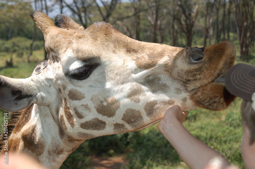 Photography Giraffe in Kenya, Lake Naivasha