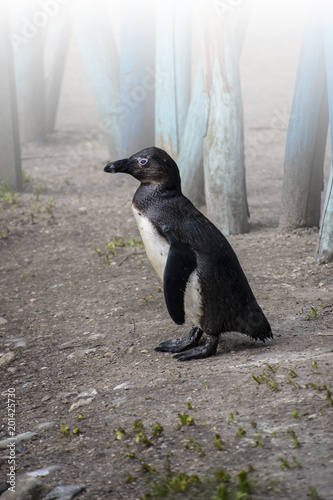 Single South African Pinguin on a foggy morning photo