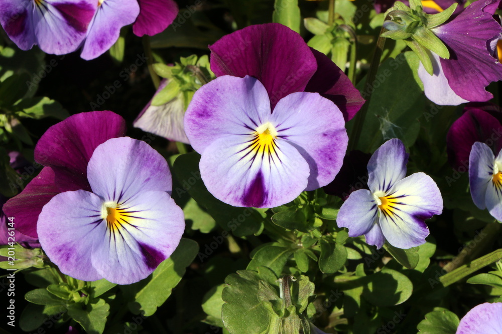 Viola, Hornveilchen, Hornveilchen pflanzen und pflegen, Frühlingsbepflanzung Viola, Hornveilchen, Hornveilchen pflanzen und pflegen, Frühlingsbepflanzung