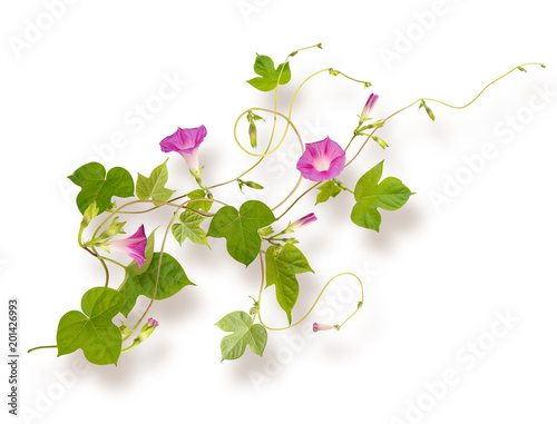 Isolated flower of Convolvulus or bindweed. Creeping plant blooming with purple flowers photo