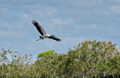Wood storks flying in Costa Rica © Bob