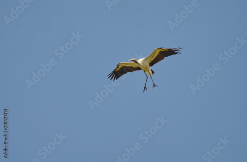 Wood storks flying in Costa Rica