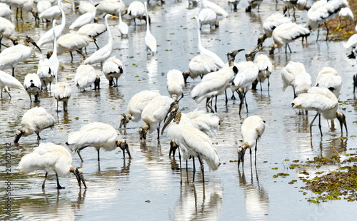 Wood Storks in the wild, Costa Rica