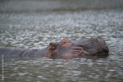 Hippopotamus in Kenya