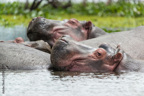 Hippopotamus in Kenya © ryan