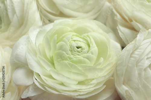 Beautiful ranunculus flowers, closeup