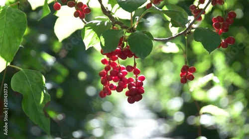 Omija Schizandra Berry and Sunlight