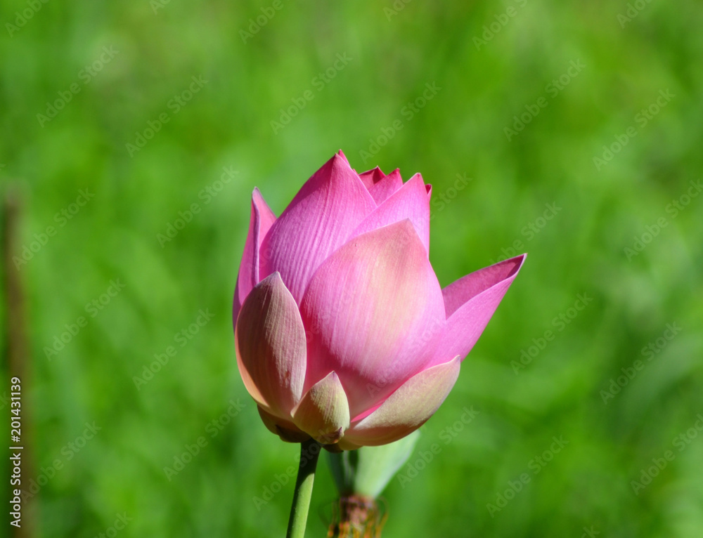 A pink flower  bud against a background of green.