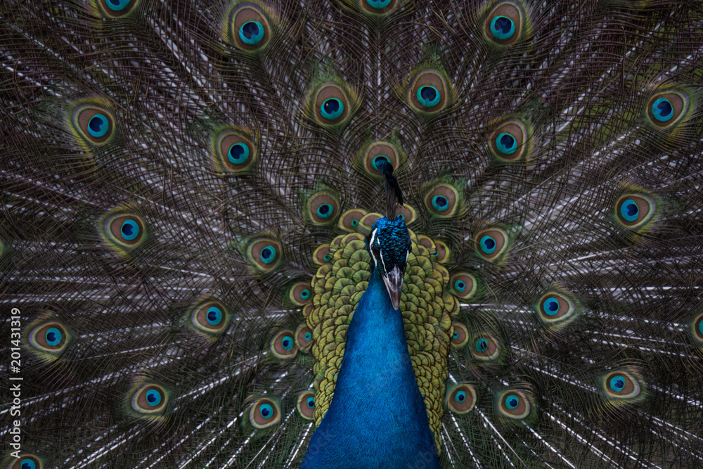 Obraz premium A Strutting Peacock