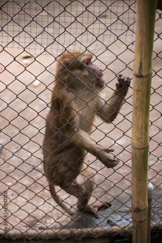 monkey in the zoo © JK_kyoto