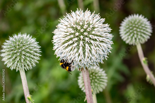 Echinops sphaerocephalus or glandular globe-thistle and bees  