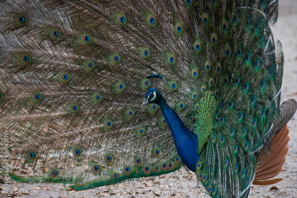 Obraz premium A Strutting Peacock