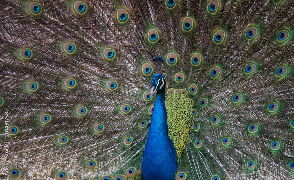 Obraz premium A Strutting Peacock