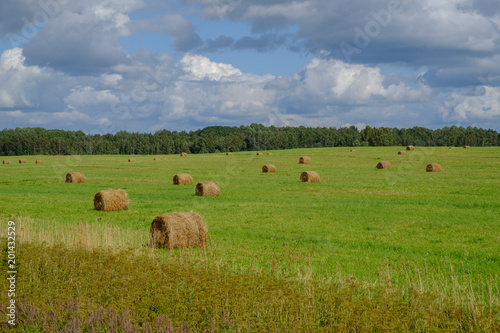 Bales of hay on a field