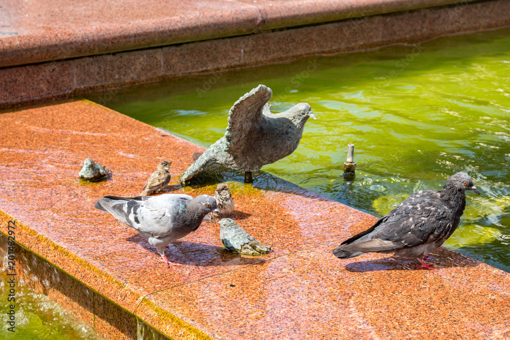 Obraz premium Birds at the fountain 