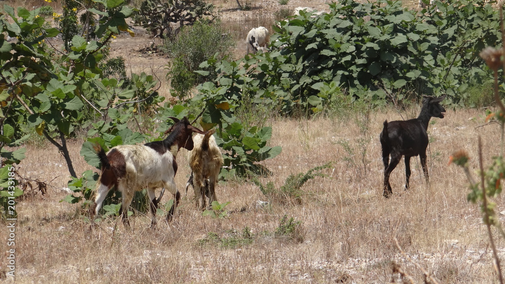 Fototapeta premium Goats