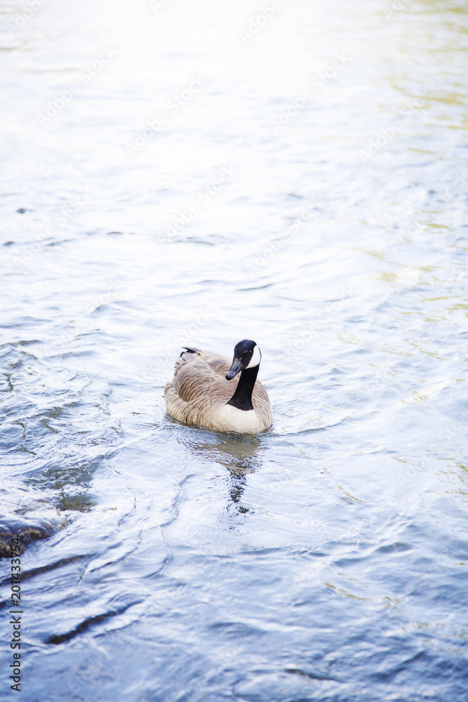 Fototapeta premium Single Goose swimming in water