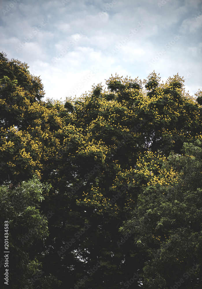 Lush green trees in a park Lush green trees in a park