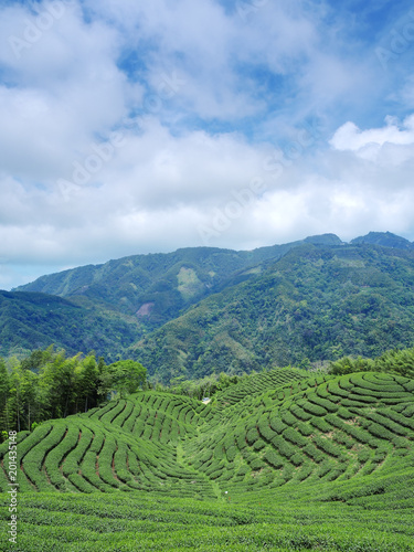 The shape of tea garden like chinese bakua symbol (eight trigrams) in Nantou, Taiwan 