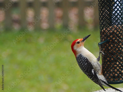 beautiful red-bellied woodpecker (Melanerpes carolinus) at feeder