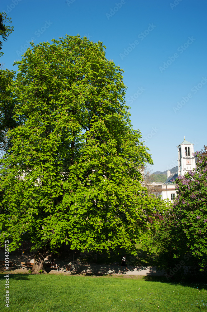 Mirabellgarten, Salzburg, Frühling, Sommer, Blumen Mirabellgarten, Salzburg, Frühling, Sommer, Blumen