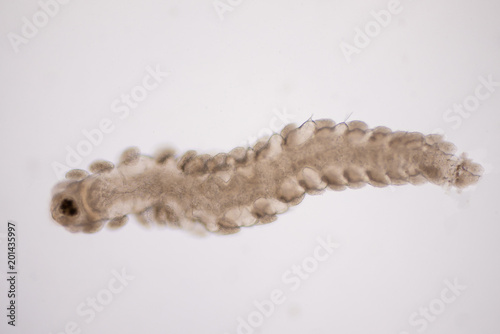 Valokuva Microscopic polychaete or bristle worms under microscope view