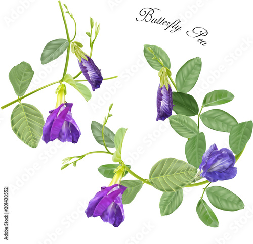 butterfly flower vector