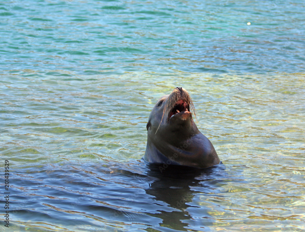 Fototapeta premium Sea Lion szczeka na wodowaniu łodzi mariny w Cabo San Lucas Mexico BCS
