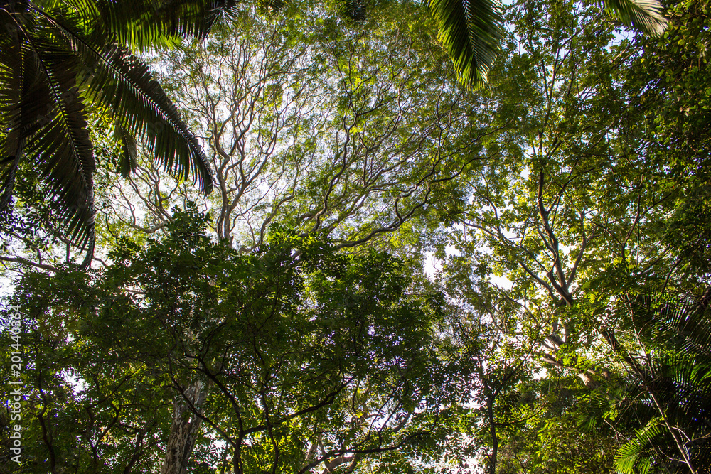 Fototapeta premium nature